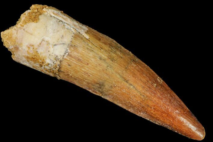Baby Spinosaurus Tooth - Real Dinosaur Tooth #160650